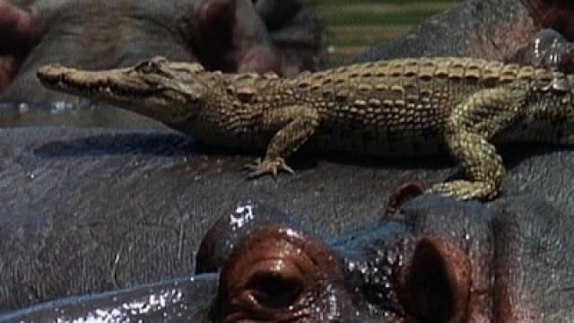 Last Feast of the Crocodiles