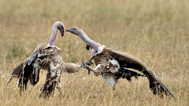 Wings Over the Serengeti