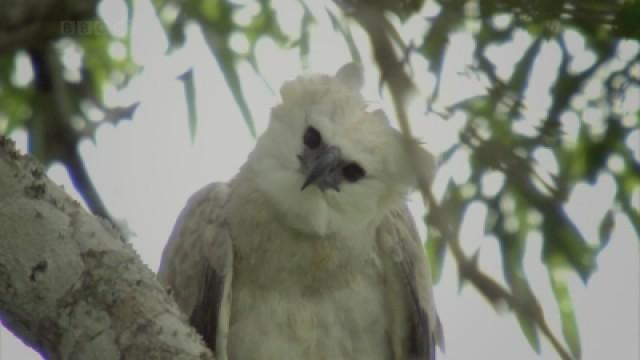 The Monkey-Eating Eagle of the Orinoco