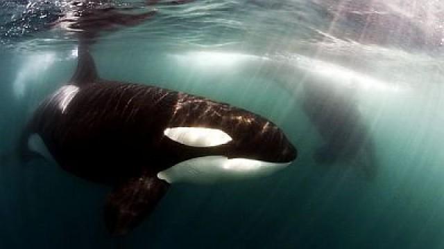 Killer Whales: Up Close and Personal