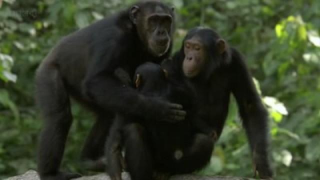 Chimps of the Lost Gorge