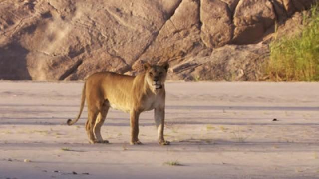 Desert Lions