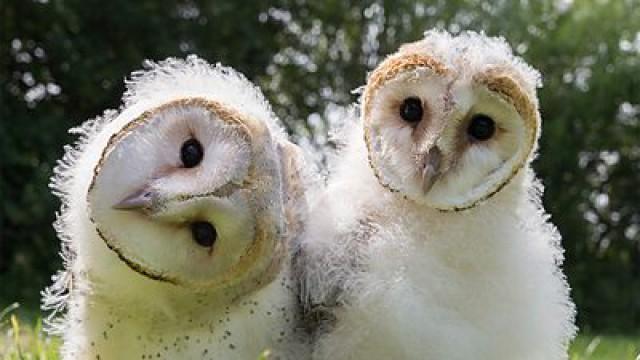 Super Powered Owls