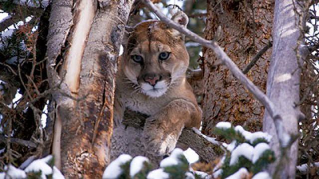 Mountain Lions: Big Cats in High Places