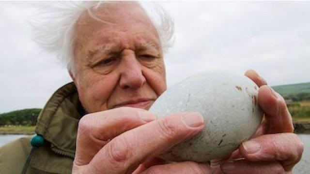 Attenborough's Wonder of Eggs