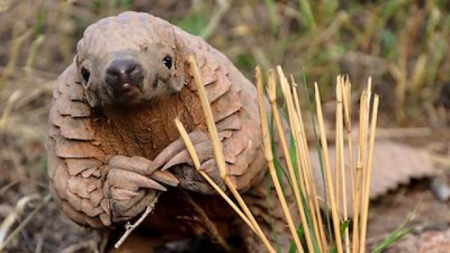 Pangolins: The World's Most Wanted Animal