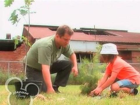 Planting a Tree