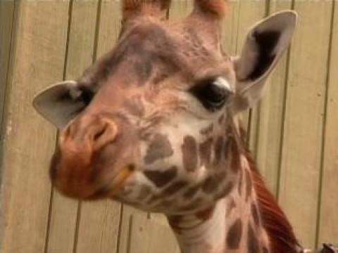 Feeding Giraffes.