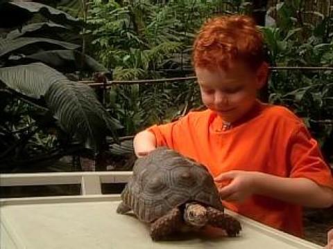 Exploring a Rainforest.