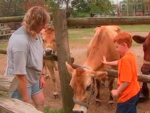 Learning To Milk a Cow.