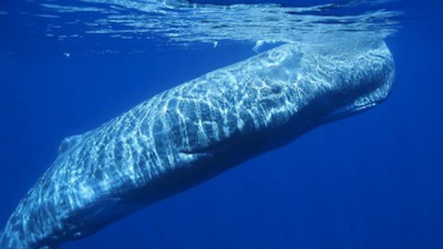 Sperm Whales: The Real Moby Dick