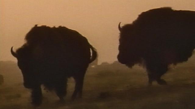 American Buffalo: Spirit of a Nation