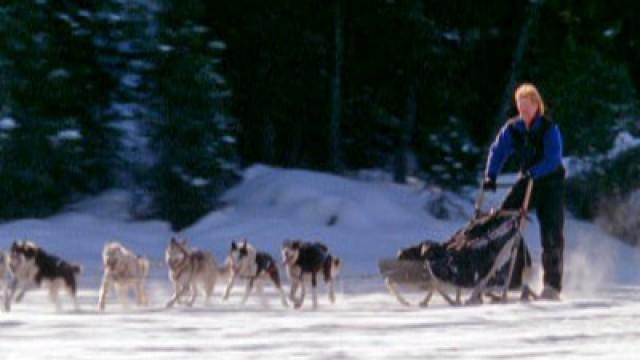 Sled Dogs: An Alaskan Epic