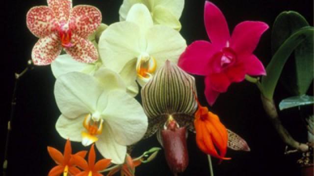 Obsession with Orchids