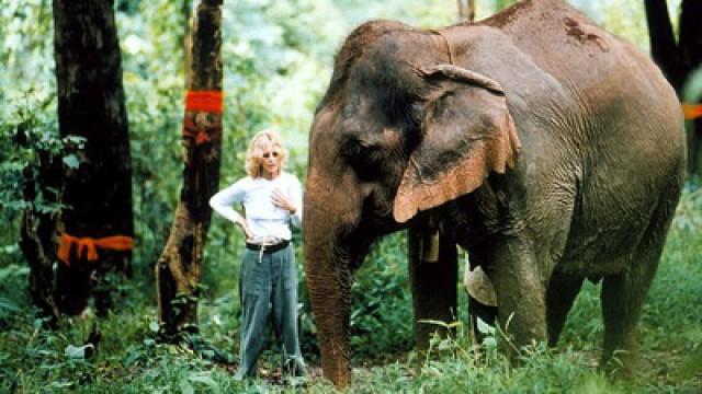 The White Elephants of Thailand with Meg Ryan