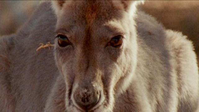 Big Red Roos