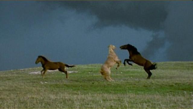 Cloud: Challenge of the Stallions