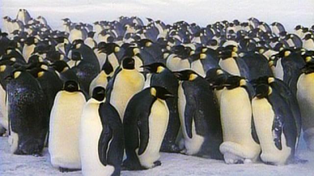 The World of Penguins