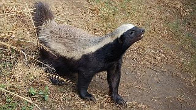 Honey Badgers: Masters of Mayhem