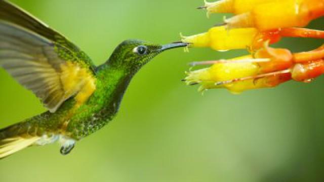 Super Hummingbirds