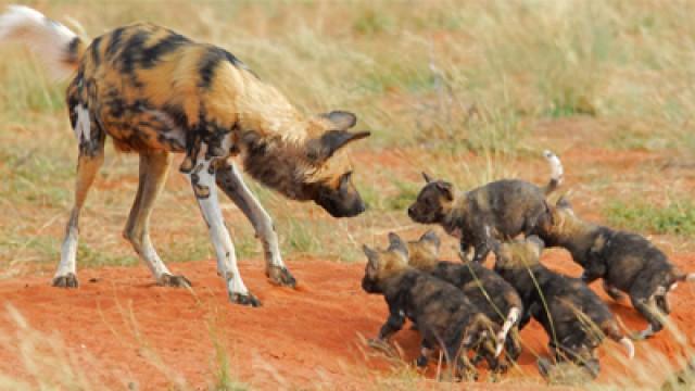 Dogs in the Land of Lions