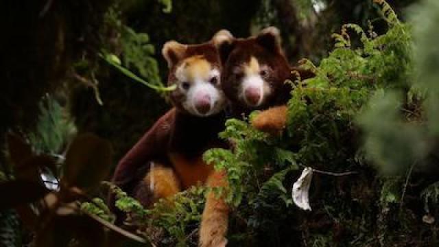 A Life Among the Clouds: A NATURE Short Film