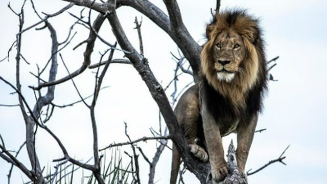 Okavango: River of Dreams: Limbo