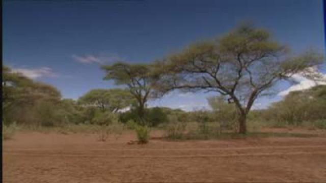 Africa Camp