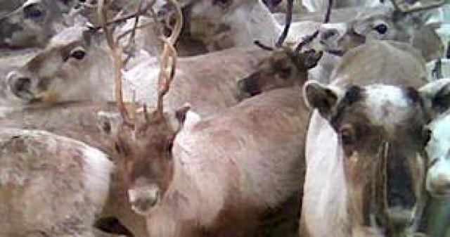 Moving Reindeer to Soeroeya