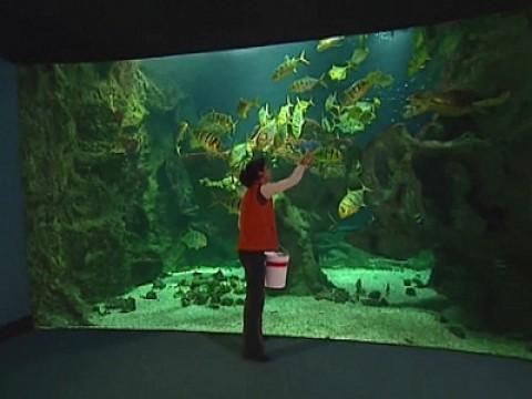 Les grands aquariums : une fenêtre sur l'océan