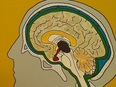 Le cerveau 1 : les sorciers se prennent la tête