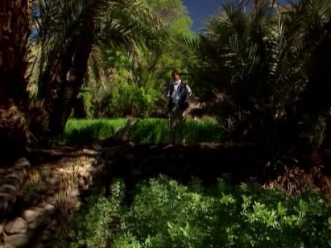 L'oasis, une escale dans le désert