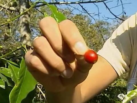 Le café : les sorciers veillent au grain