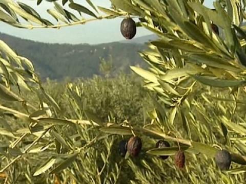 L'huile d'olive : l'huile aux trésors