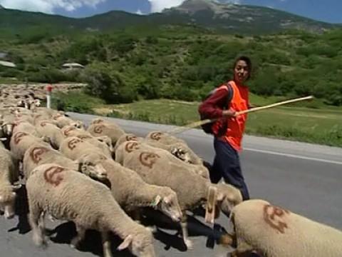 La transhumance