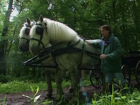 La vie d'un cheval