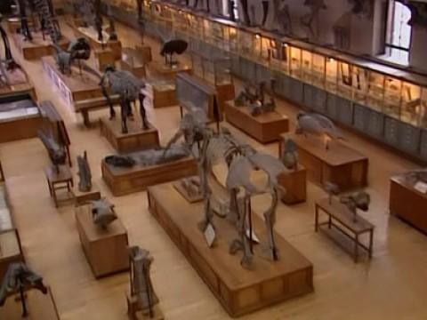 Les coulisses du Muséum : l'évolution des espèces