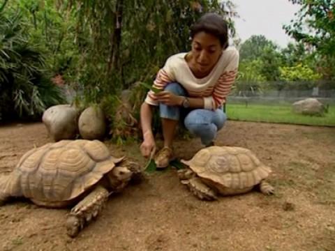 Les tortues : quand les carapaces passent