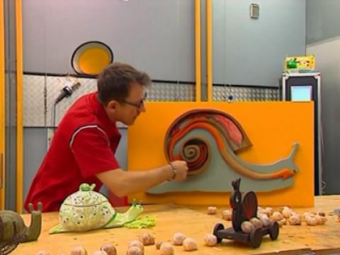 Les gastéropodes : opération escargot