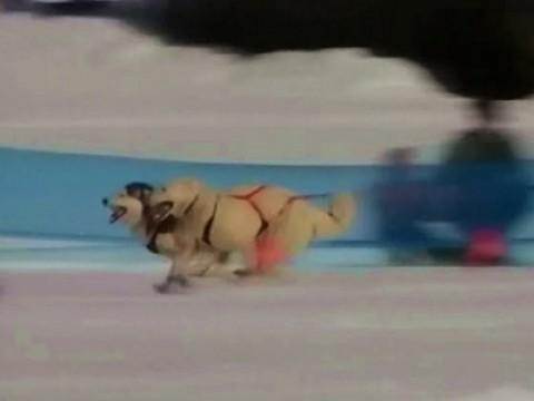 Les chiens de traîneau : marathoniens des neiges