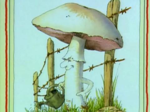 Le cèpe à sorcier : les champignons