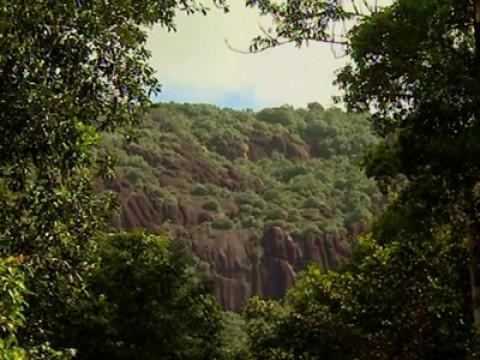 Au cœur de la forêt tropicale