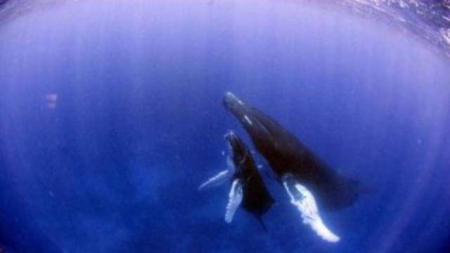 Baleines en danger : c'est assez