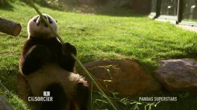 Pandas : des géants superstar !