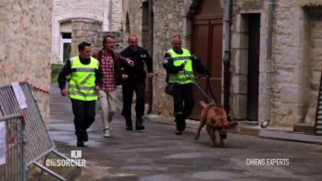 Les chiens experts