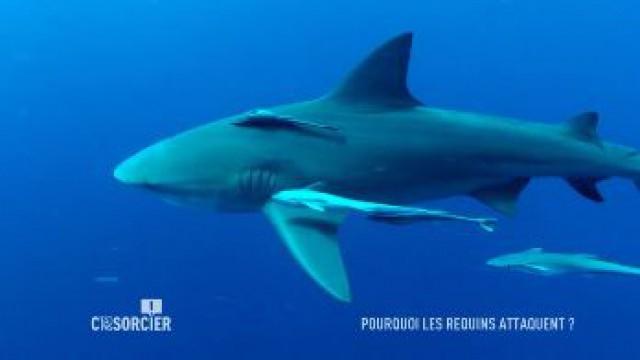 Pourquoi les requins attaquent ?