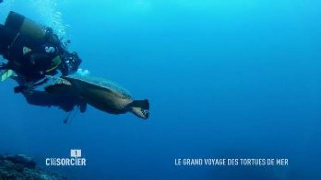 Le grand voyage des tortues de mer