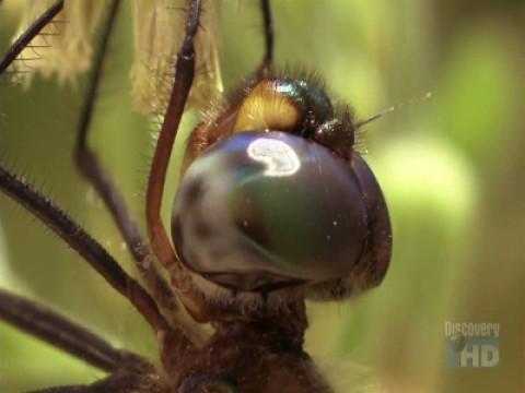 Entomology is Catching