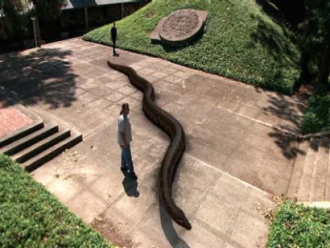 The World's Largest Snake