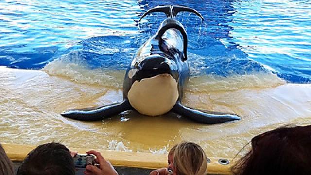 Blackfish: The Whale that Killed